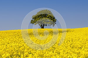 Rapeseed Field and lonely tree Landscape