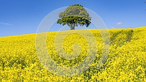 Rapeseed Field and lonely tree Panorama