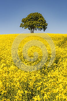 Rapeseed Field and lonely tree Portrait