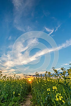 Rapeseed field from lower view with sunset and nice clouds