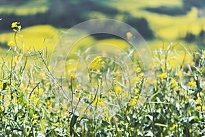 Rapeseed Field Luoping