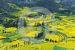 Rapeseed Field Luoping