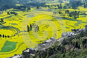 Rapeseed Field Luoping