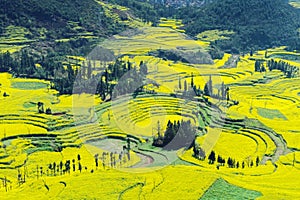 Rapeseed Field Luoping