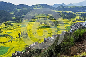 Rapeseed Field Luoping