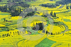 Rapeseed Field Luoping