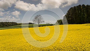 Rapeseed field and meadow South Wales