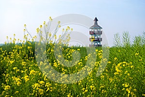 Rapeseed field in the morning