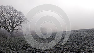 Rapeseed field in the morning in Germany. Trees in hoarfrost