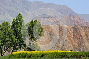 Rapeseed field in the mountains