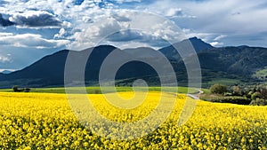 Rapeseed field and mountains