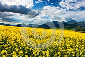 Rapeseed field and mountains