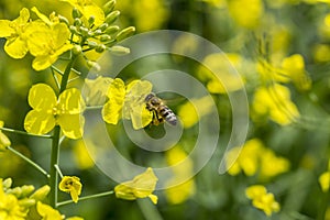 Rapeseed field, oilseed rape, bee