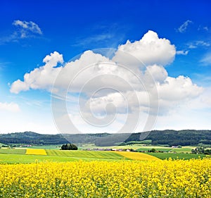 Rapeseed field over cloudy blue sky