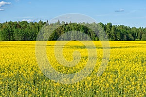 Rapeseed field panorama, nature background