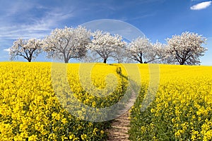 Rapeseed field, parhway and alley flowering cherry trees