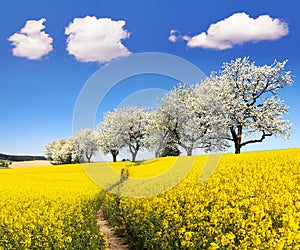 Rapeseed field with parhway and cherry trees