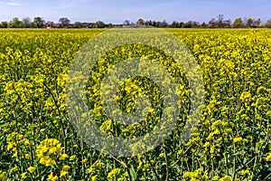 Rapeseed field in Poland