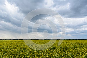 Rapeseed field in the rainy day, Blooming canola flowers panorama. Rape on the field in summer at cloudy