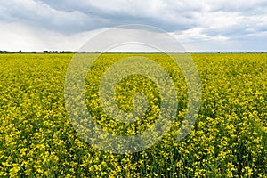 Rapeseed field in the rainy day, Blooming canola flowers panorama. Rape on the field in summer at cloudy