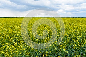 Rapeseed field in the rainy day, Blooming canola flowers panorama. Rape on the field in summer at cloudy