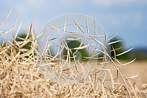 Rapeseed in the field and ripe for the rapeseed harvest. Ripe rapeseed plant outside in the field.