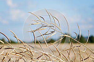 Rapeseed in the field and ripe for the rapeseed harvest. Ripe rapeseed plant outside in the field.