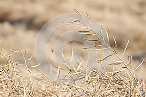 Rapeseed in the field and ripe for the rapeseed harvest. Ripe rapeseed plant outside in the field.