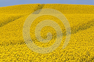 Rapeseed field roads photo