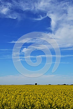 Rapeseed field in rural Hungary
