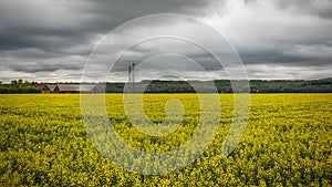 Rapeseed Field in Skane