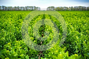 Rapeseed field sown using Strip-till technology before flowering