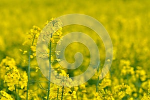 Rapeseed field in spring