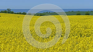 Rapeseed field in spring