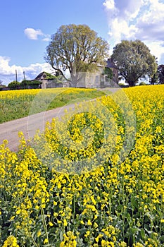 Rapeseed field in spring time