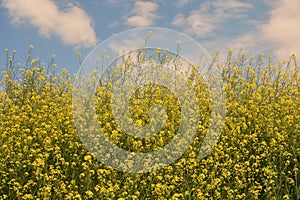 Rapeseed field in spring time