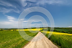 Rapeseed field in spring time