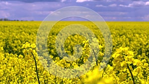 Rapeseed field on a sunny day against the background of clouds. Yellow rapeseed flowers slowly wobble in the wind.