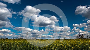 Rapeseed field on a sunny spring, summer day. Europe, Hungary