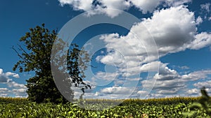 Rapeseed field on a sunny spring, summer day. Europe, Hungary