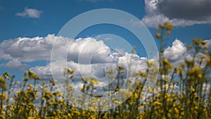 Rapeseed field on a sunny spring, summer day. Europe, Hungary
