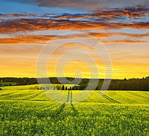 Rapeseed field