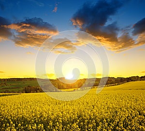 Rapeseed field
