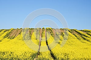 Rapeseed field with tractor trails and soil erosion against a cl