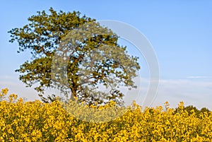 Rapeseed field with tree photo