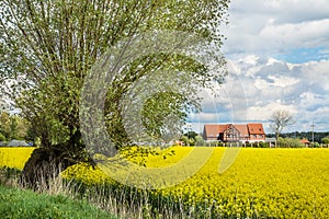 Rapeseed field, tree and traditional arcaded house. Beautiful landscape in Poland