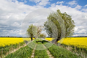 Rapeseed field, trees and dirt road. Beautiful landscape in Poland