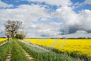 Rapeseed field, trees and dirt road. Beautiful landscape in Poland