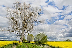 Rapeseed field, trees and dirt road. Beautiful landscape in Poland