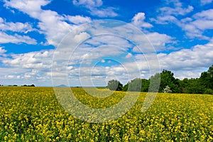 Rapeseed field with trees in spring time
